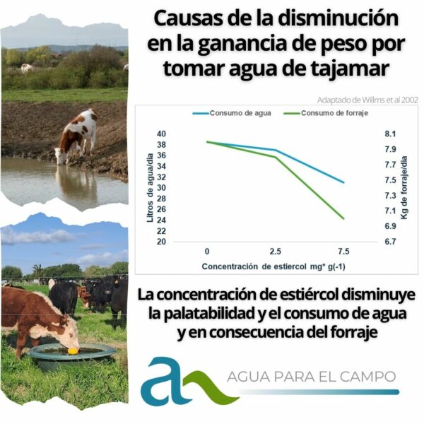 Efecto de la calidad del agua en la performance del ganado
