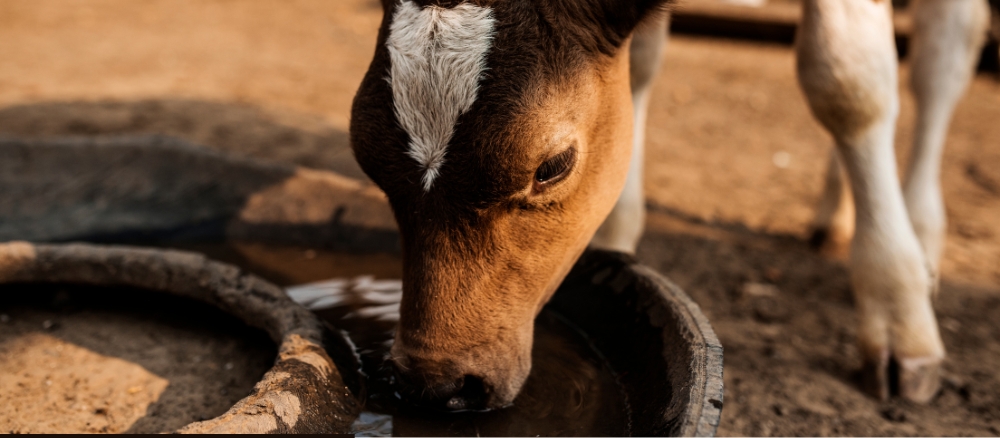 Clean water for cattle
