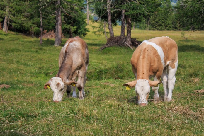 Water for livestock